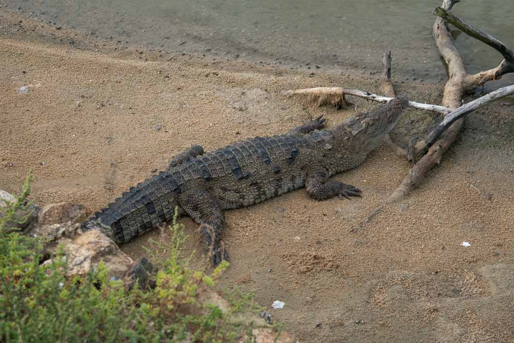 Crocodile lying down by the lake