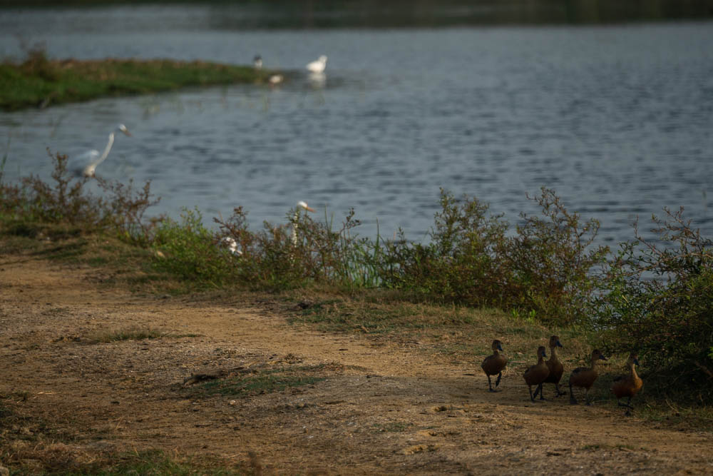 Various birds and ducks wandering by the lake