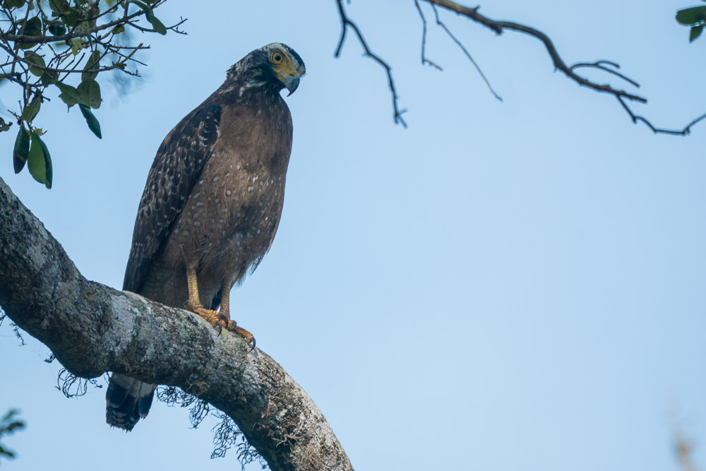 Peregrine falcon on safari in Bundala National Park