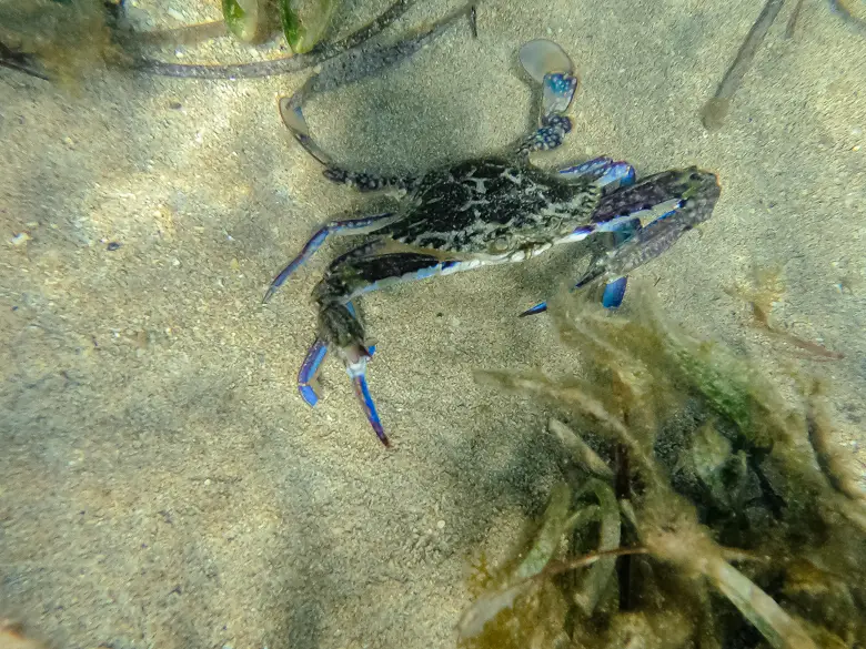 A blue crab we saw when we went snorkelling around the Shoalwater Islands in Perth