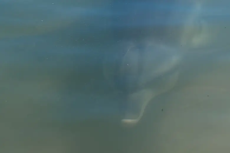 Dolphin in the sea near Perth