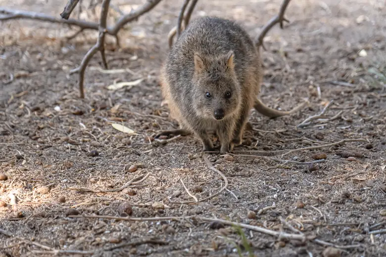 Getting to Rottnest Island means close encounters with Quokkas like this one