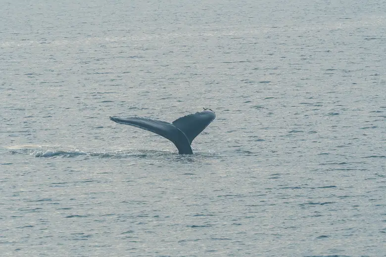 A humpback whales tail a unique thing to do in Perth is see them for yourself