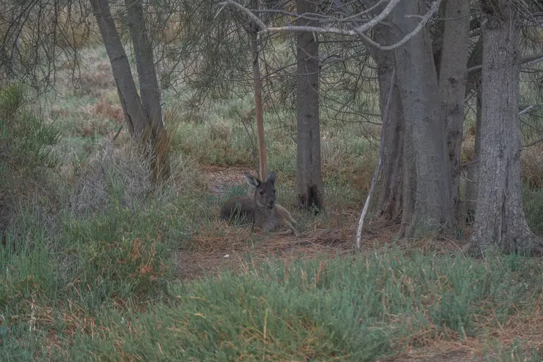 A kangaroo lying down in the grass