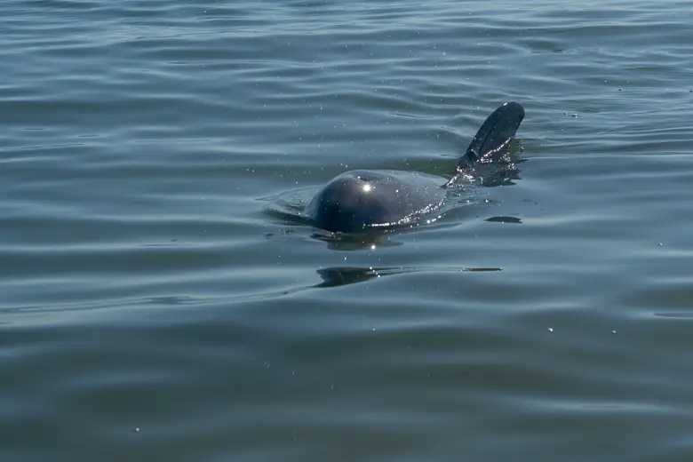 Close up of a dolphin swimming