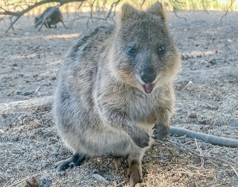 Close up of a quokka